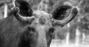 Elistvere loomapark eutaneeris põder Aleni