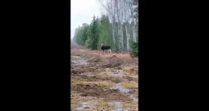 Põder ja seakari käis uudistamas metsas askeldavat koppa