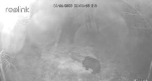 Saaremaal on taas karu