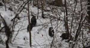 Ligi 5000 metssiga on kütitud