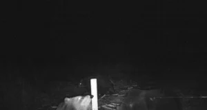 Kiskjate saagiks langes mitusada kodulooma ja kümneid mesitarusid