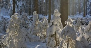 Kehtestati täiendav hundi küttimismaht