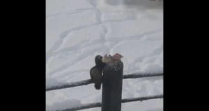 VIDEO: Tuhkur tihaste peki kallal