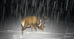 Saaremaal kaelustati veel üks hirv