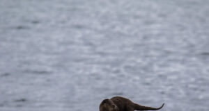 Saarma aasta avamine