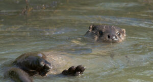 Aasta loom saarmas on üks tõeliselt särav vetehunt