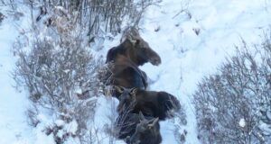 Kuidas põdrad külmaga kohastuvad?