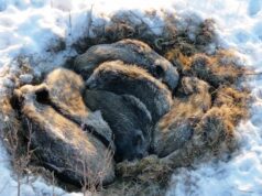 REM pressiteade: Eriti ohtlik loomataud Sigade Aafrika katk põhjustab kõigile probleeme, ent ühine võitlus on siiani andnud tulemusi