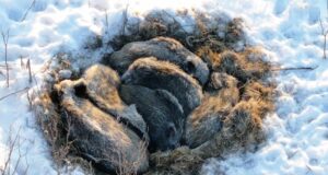 REM pressiteade: Eriti ohtlik loomataud Sigade Aafrika katk põhjustab kõigile probleeme, ent ühine võitlus on siiani andnud tulemusi