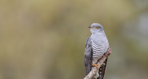Aasta linnu loodusõhtu