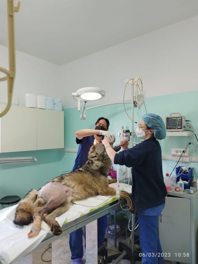 Elwood 2-looduskalender