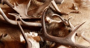 Jahitrofeede toomine Inglismaalt