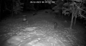 VIDEO: Kõrvemaa hundikari ajab metssigade jälgi