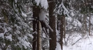 Metsast leiti puu külge seotud hundi korjus