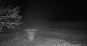 PILTUUDIS: Ilves jahikäigul