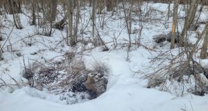 Karupesa otsa võib ka kogemata peale sattuda