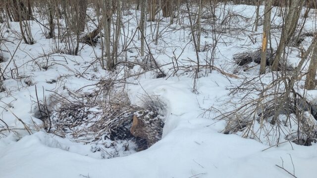 karupesa - kesskkonnameti foto