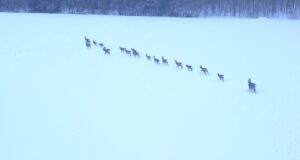 Kuidas loomad pakasega vastu peavad?