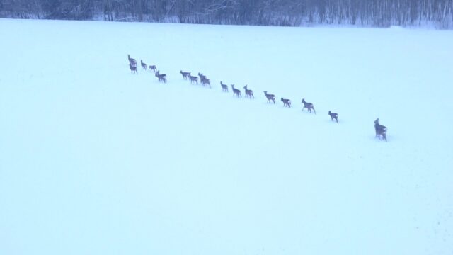 kitsed põllul - vahtramäe2