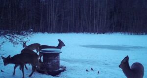 PILTUUDIS: Metskitsed koonduvad