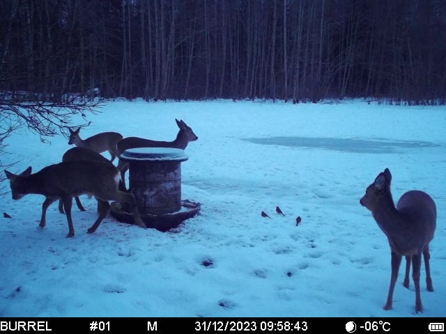 kitsekari jaanuar 2024