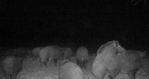 Külmad ilmad panevad ka metssead toidupoolist otsima