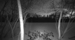 Pardid vallutasid söödaplatsi