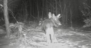 Noorematel pullidel on veel sarved peas