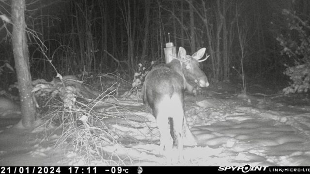 põder 2+2 vahtramäe