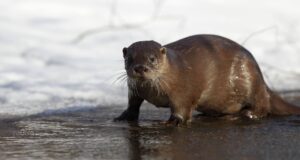 Aasta looma loodusõhtu