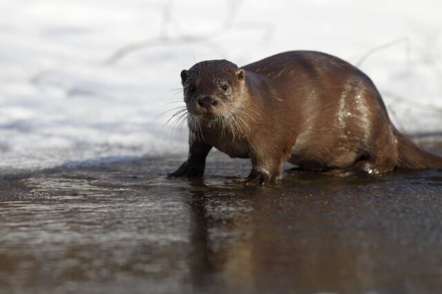 saarmas emajõel_remek meel