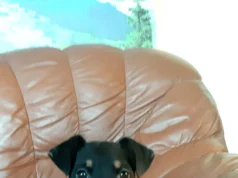 Müüa Saksa jahiterjeri kutsikad