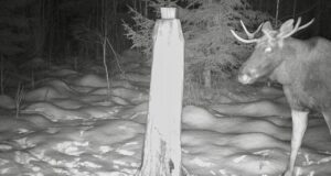 Pullid pole veel sarvekandmisest loobunud