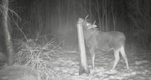 Jahimehed on mures põtrade arvukuse vähenemise pärast