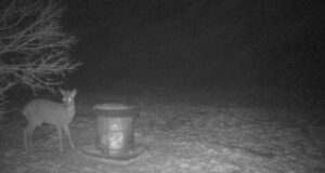 Sokul uued sarved juba kasvavad