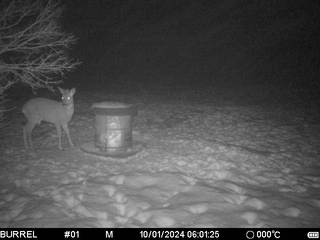 sokk esimeste sarvedega2