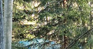 Märtsis toimuvad Lätis jahikatsed