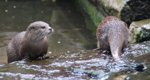 Saarmas – õnnega pooleks heal järjel