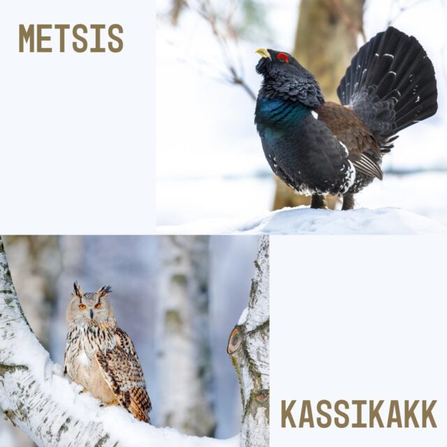 kakk-metsis