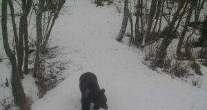 Karud on juba liikvel