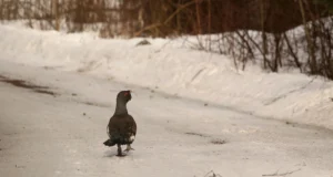 Keskkonnaamet uuendab metsise kaitseks vajalikke alusandmeid