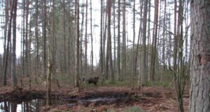 Märtsis toimub metssea jahikatse Lätis