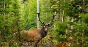 Keskkonnaagentuur avaldas 2023/2024 jahiaasta küttimisandmed