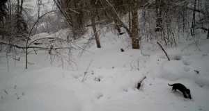 VIDEO: Aasta loom jäi kaamerasse