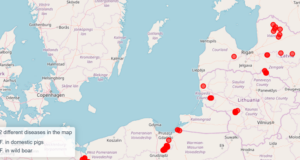 Põlvamaalt leiti taas katku nakatunud metssiga
