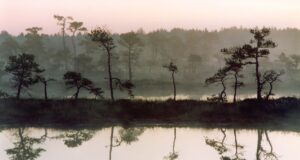 Rahvusvaheline märgalade päev