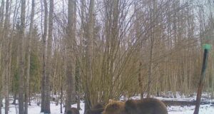 Tartumaal käis karupere soolakul