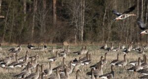 Keskkonnaamet lubab haneliste heidutusjahti kuues maakonnas