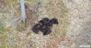 VIDEO: Emakaru imetab poegasid