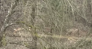 Metsloomad satuvad aina rohkem linnatänavatele